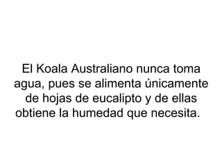 El Koala Australiano nunca toma
agua, pues se alimenta únicamente
de hojas de eucalipto y de ellas
obtiene la humedad que necesita.
 