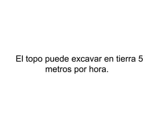 El topo puede excavar en tierra 5
metros por hora.
 