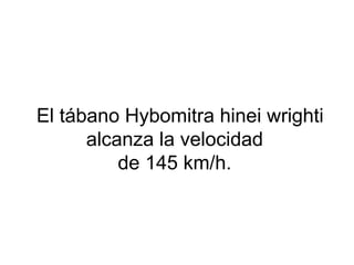 El tábano Hybomitra hinei wrighti
alcanza la velocidad
de 145 km/h.
 