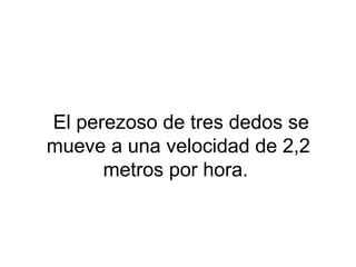 El perezoso de tres dedos se
mueve a una velocidad de 2,2
metros por hora.
 