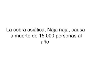 La cobra asiática, Naja naja, causa
la muerte de 15.000 personas al
año
 