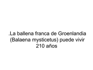 .La ballena franca de Groenlandia
(Balaena mysticetus) puede vivir
210 años
 