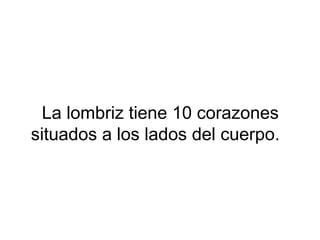 La lombriz tiene 10 corazones
situados a los lados del cuerpo.
 