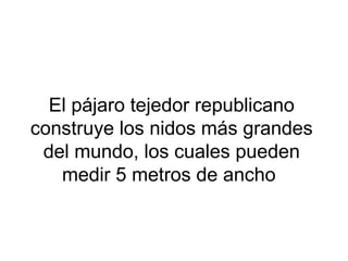 El pájaro tejedor republicano
construye los nidos más grandes
del mundo, los cuales pueden
medir 5 metros de ancho
 
