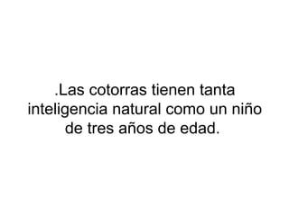 .Las cotorras tienen tanta
inteligencia natural como un niño
de tres años de edad.
 