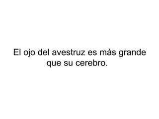 El ojo del avestruz es más grande
que su cerebro.
 