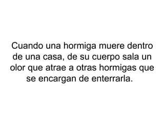 Cuando una hormiga muere dentro
de una casa, de su cuerpo sala un
olor que atrae a otras hormigas que
se encargan de enterrarla.
 
