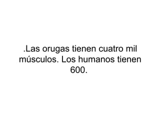 .Las orugas tienen cuatro mil
músculos. Los humanos tienen
600.
 
