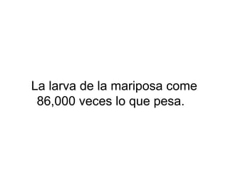 La larva de la mariposa come
86,000 veces lo que pesa.
 