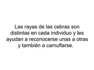 Las rayas de las cebras son
distintas en cada individuo y les
ayudan a reconocerse unas a otras
y también a camuflarse.
 