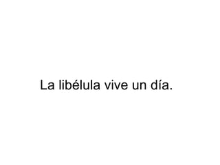 La libélula vive un día.
 