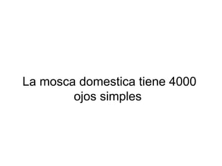 La mosca domestica tiene 4000
ojos simples
 