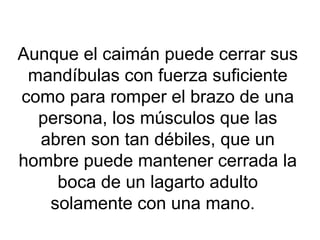 Aunque el caimán puede cerrar sus
mandíbulas con fuerza suficiente
como para romper el brazo de una
persona, los músculos que las
abren son tan débiles, que un
hombre puede mantener cerrada la
boca de un lagarto adulto
solamente con una mano.
 
