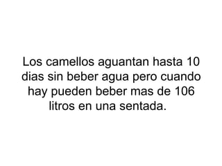 Los camellos aguantan hasta 10
dias sin beber agua pero cuando
hay pueden beber mas de 106
litros en una sentada.
 