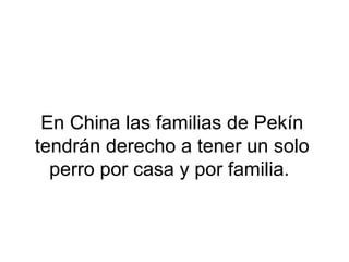 En China las familias de Pekín
tendrán derecho a tener un solo
perro por casa y por familia.
 