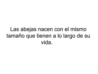 Las abejas nacen con el mismo
tamaño que tienen a lo largo de su
vida.
 