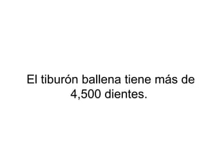 El tiburón ballena tiene más de
4,500 dientes.
 