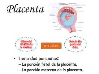 Placenta (exposición) | PPTX