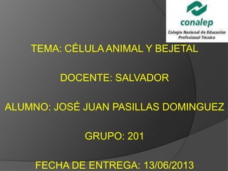 TEMA: CÉLULA ANIMAL Y BEJETAL
DOCENTE: SALVADOR
ALUMNO: JOSÉ JUAN PASILLAS DOMINGUEZ
GRUPO: 201
FECHA DE ENTREGA: 13/06/2013
 