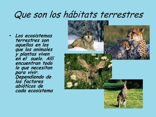 Que son los hábitats terrestres
• Los ecosistemas
terrestres son
aquellos en los
que los animales
y plantas viven
en el suelo. Allí
encuentran todo
lo que necesitan
para vivir.
Dependiendo de
los factores
abióticos de
cada ecosistema
 