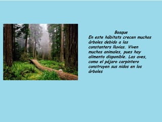 Bosque
En este hábitats crecen muchos
árboles debido a las
constanters lluvias. Viven
muchos animales, pues hay
alimento disponible. Las aves,
como el pájaro carpintero
construyen sus nidos en los
árboles
 