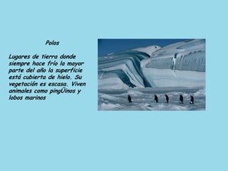 Polos
Lugares de tierra donde
siempre hace frío la mayor
parte del año la superficie
está cubierta de hielo. Su
vegetación es escasa. Viven
animales como pingÜinos y
lobos marinos
 