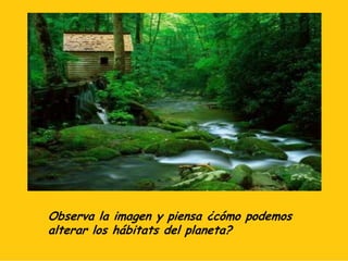 Observa la imagen y piensa ¿cómo podemos
alterar los hábitats del planeta?
 