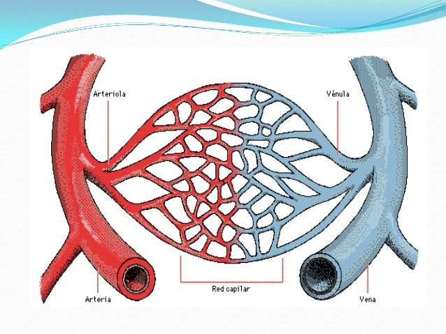 Arterias , Venas y Capilares