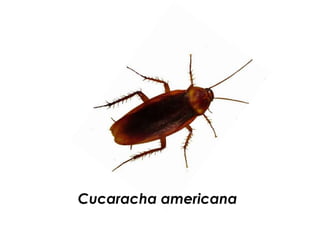 C
Cucaracha americana
 