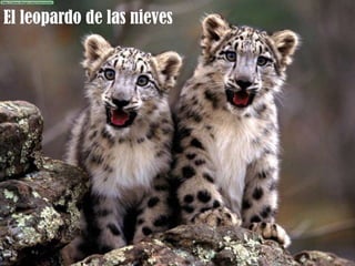 El leopardo de las nieves
 