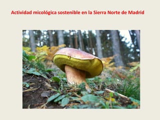 Actividad micológica sostenible en la Sierra Norte de Madrid
 