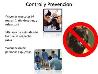 Control y Prevención
•Vacunar mascotas (4
meses, 1 año despues, y
refuerzos)
•Alejarse de animales de
los que se sospeche
rabia
•Vacunación de
personas expuestas.
 