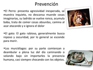 Prevención
•El Perro: presenta agresividad inesperada, se
muestra inquieto, no descansa muerde cosas
imaginarias, su ladrido se vuelve ronco, acumula
baba, trata de comer cosas absurdas, camina al
azar atacando y e ignora el dolor
•El gato: El gato rabioso, generalmente busca
reposo y oscuridad, por lo general se esconde
para morir.
•Los murciélagos: por su parte comienzan a
deambular a plena luz del día caminando o
volando bajo sin importarles la presencia
humana, casi siempre chocando con los objetos.
 