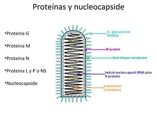 Proteínas y nucleocapside
•Proteina G
•Proteina M
•Proteina N
•Proteina L y P o NS
•Nucleocapside
 