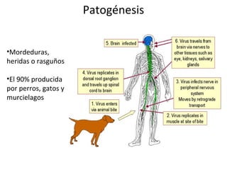 Patogénesis
•Mordeduras,
heridas o rasguños
•El 90% producida
por perros, gatos y
murcielagos
 