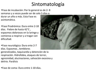 Sintomatología
•Fase de incubación: Por lo general es de 2- 8
semanas y a veces puede ser de solo 5 días o
durar un año o más. Esta Fase es
asintomática.
•Fase Prodrómica: Dura entre 2-10
días. Fiebre de hasta 42°C ,
espasmos dolorosos en la laringe y
comienza a respirar y a tragar con
dificultad.
•Fase neurológica: Dura ente 2-7
días. Espasmos , temblores
generalizados, taquicardia y detención de la
respiración. Hidrofobia, ataques de terror,
agresividad, alucinaciones, salivación excesiva y
delirio. Parálisis
•Fase de coma: Dura entre 1-10 días.
 