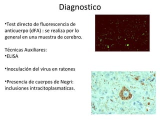 Diagnostico
•Test directo de fluorescencia de
anticuerpo (dFA) : se realiza por lo
general en una muestra de cerebro.
Técnicas Auxiliares:
•ELISA
•Inoculación del virus en ratones
•Presencia de cuerpos de Negri:
inclusiones intracitoplasmaticas.
 