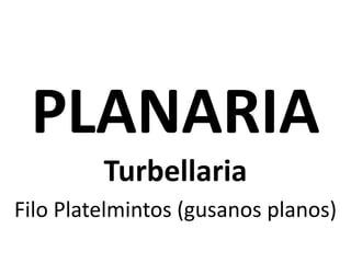PLANARIA
Turbellaria
Filo Platelmintos (gusanos planos)
 