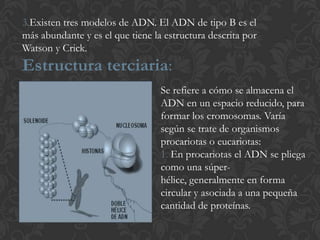 3.Existen tres modelos de ADN. El ADN de tipo B es el
más abundante y es el que tiene la estructura descrita por
Watson y Crick.
Estructura terciaria:
Se refiere a cómo se almacena el
ADN en un espacio reducido, para
formar los cromosomas. Varía
según se trate de organismos
procariotas o eucariotas:
1. En procariotas el ADN se pliega
como una súper-
hélice, generalmente en forma
circular y asociada a una pequeña
cantidad de proteínas.
 