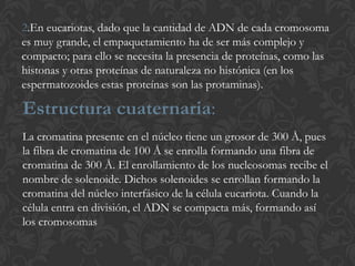 2.En eucariotas, dado que la cantidad de ADN de cada cromosoma
es muy grande, el empaquetamiento ha de ser más complejo y
compacto; para ello se necesita la presencia de proteínas, como las
histonas y otras proteínas de naturaleza no histónica (en los
espermatozoides estas proteínas son las protaminas).
Estructura cuaternaria:
La cromatina presente en el núcleo tiene un grosor de 300 Å, pues
la fibra de cromatina de 100 Å se enrolla formando una fibra de
cromatina de 300 Å. El enrollamiento de los nucleosomas recibe el
nombre de solenoide. Dichos solenoides se enrollan formando la
cromatina del núcleo interfásico de la célula eucariota. Cuando la
célula entra en división, el ADN se compacta más, formando así
los cromosomas
 