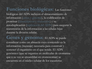 Funciones biológicas: Las funciones
biológicas del ADN incluyen el almacenamiento de
información (genes y genoma), la codificación de
proteínas (transcripción y traducción) y su
autoduplicación (replicación del ADN) para asegurar la
transmisión de la información a las células hijas
durante la división celular.
Genes y genoma: El ADN se puede
considerar como un almacén cuyo contenido es la
información (mensaje) necesaria para construir y
sostener el organismo en el que reside. El ADN
genómico (que se organiza en moléculas de cromatina
que a su vez se ensamblan en cromosomas) se
encuentra en el núcleo celular de los eucariotas
 