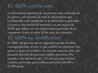 El ADN codificante
La información genética de un genoma está contenida en
los genes, y al conjunto de toda la información que
corresponde a un organismo se le denomina su genotipo.
Un gen es una unidad de herencia y es una región de
ADN que influye en una característica particular de un
organismo (como el color de los ojos, por ejemplo).
El ADN no codificante
El ADN del genoma de un organismo puede dividirse
conceptualmente en dos: el que codifica las proteínas (los
genes) y el que no codifica. En muchas especies, sólo una
pequeña fracción del genoma codifica proteínas. Por
ejemplo, sólo alrededor del 1,5% del genoma humano
consiste en exones que codifican proteínas (20.000 a
25.000 genes
 