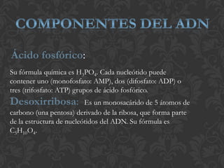 Ácido fosfórico:
Su fórmula química es H3PO4. Cada nucleótido puede
contener uno (monofosfato: AMP), dos (difosfato: ADP) o
tres (trifosfato: ATP) grupos de ácido fosfórico.
Desoxirribosa: Es un monosacárido de 5 átomos de
carbono (una pentosa) derivado de la ribosa, que forma parte
de la estructura de nucleótidos del ADN. Su fórmula es
C5H10O4.
 