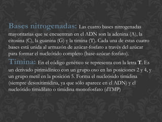 Bases nitrogenadas: Las cuatro bases nitrogenadas
mayoritarias que se encuentran en el ADN son la adenina (A), la
citosina (C), la guanina (G) y la timina (T). Cada una de estas cuatro
bases está unida al armazón de azúcar-fosfato a través del azúcar
para formar el nucleótido completo (base-azúcar-fosfato).
Timina: En el código genético se representa con la letra T. Es
un derivado pirimidínico con un grupo oxo en las posiciones 2 y 4, y
un grupo metil en la posición 5. Forma el nucleósido timidina
(siempre desoxitimidina, ya que sólo aparece en el ADN) y el
nucleótido timidilato o timidina monofosfato (dTMP)
 
