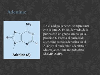 Adenina:
En el código genético se representa
con la letra A. Es un derivado de la
purina con un grupo amino en la
posición 6. Forma el nucleósido
adenosina (desoxiadenosina en el
ADN) y el nucleótido adenilato o
(desoxi)adenosina monofosfato
(dAMP, AMP).
 