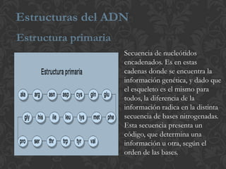 Estructuras del ADN
:
Estructura primaria
Secuencia de nucleótidos
encadenados. Es en estas
cadenas donde se encuentra la
información genética, y dado que
el esqueleto es el mismo para
todos, la diferencia de la
información radica en la distinta
secuencia de bases nitrogenadas.
Esta secuencia presenta un
código, que determina una
información u otra, según el
orden de las bases.
 