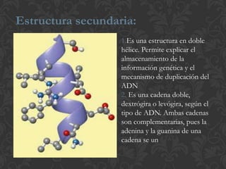 Estructura secundaria:
1.Es una estructura en doble
hélice. Permite explicar el
almacenamiento de la
información genética y el
mecanismo de duplicación del
ADN
2. Es una cadena doble,
dextrógira o levógira, según el
tipo de ADN. Ambas cadenas
son complementarias, pues la
adenina y la guanina de una
cadena se un
 