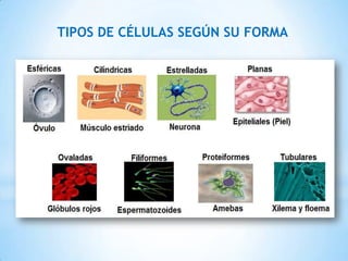 TIPOS DE CÉLULAS SEGÚN SU FORMA
 