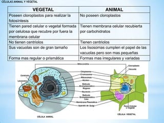 CÉLULAS ANIMAL Y VEGETAL
VEGETAL ANIMAL
Poseen cloroplastos para realizar la
fotosíntesis
No poseen cloroplastos
Tienen pared celular o vegetal formada
por celulosa que recubre por fuera la
membrana celular
Tienen membrana celular recubierta
por carbohidratos
No tienen centriolos Tienen centriolos
Sus vacuolas son de gran tamaño Los lisosomas cumplen el papel de las
vacuolas pero son mas pequeñas
Forma mas regular o prismática Formas mas irregulares y variadas
 