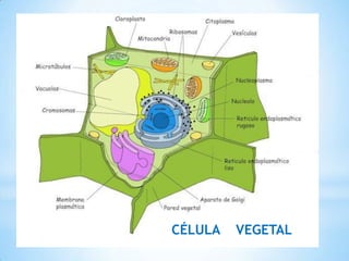 CÉLULA VEGETAL
 